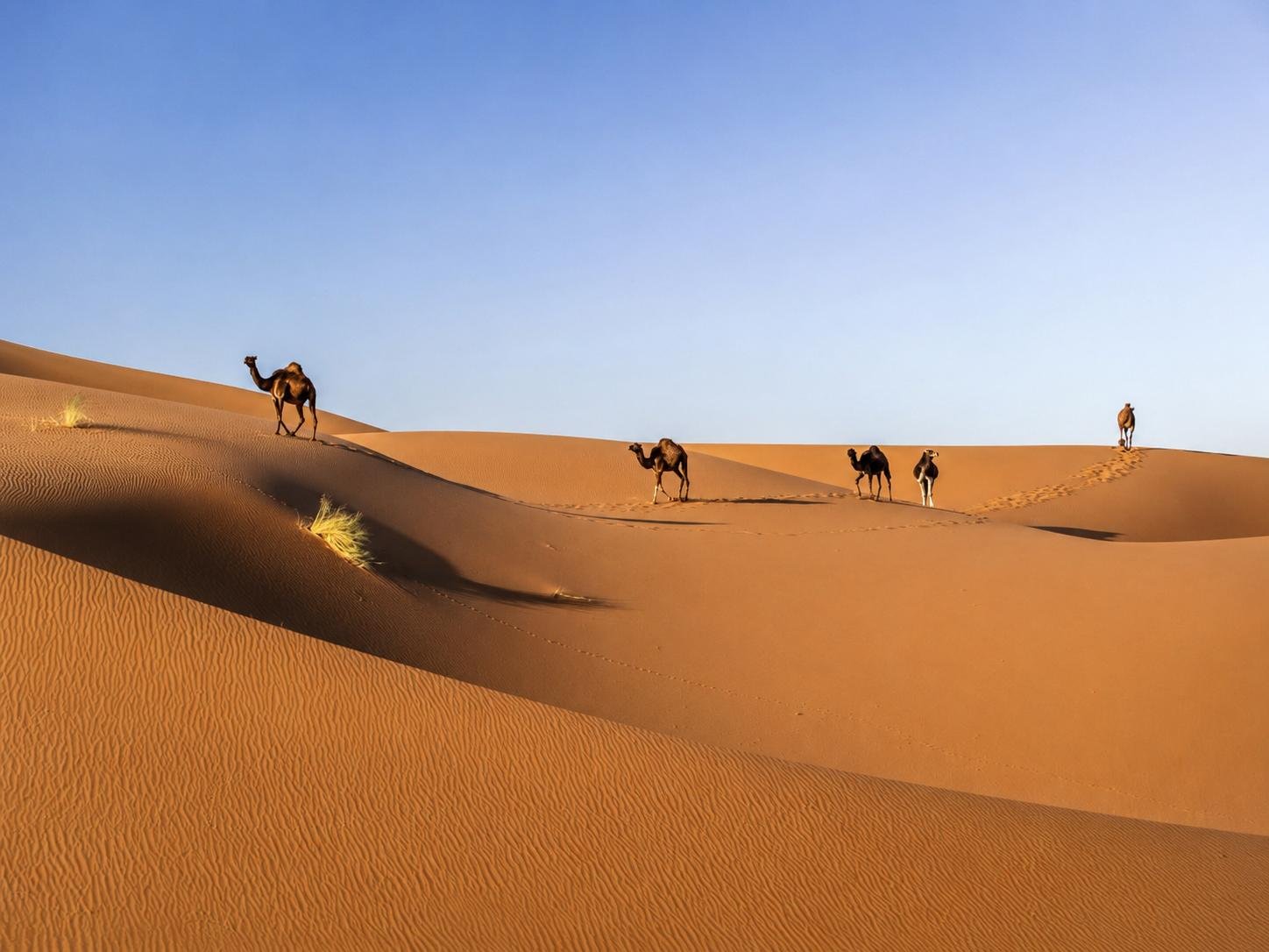 3 Day Desert Tour from Marrakech gallery 5