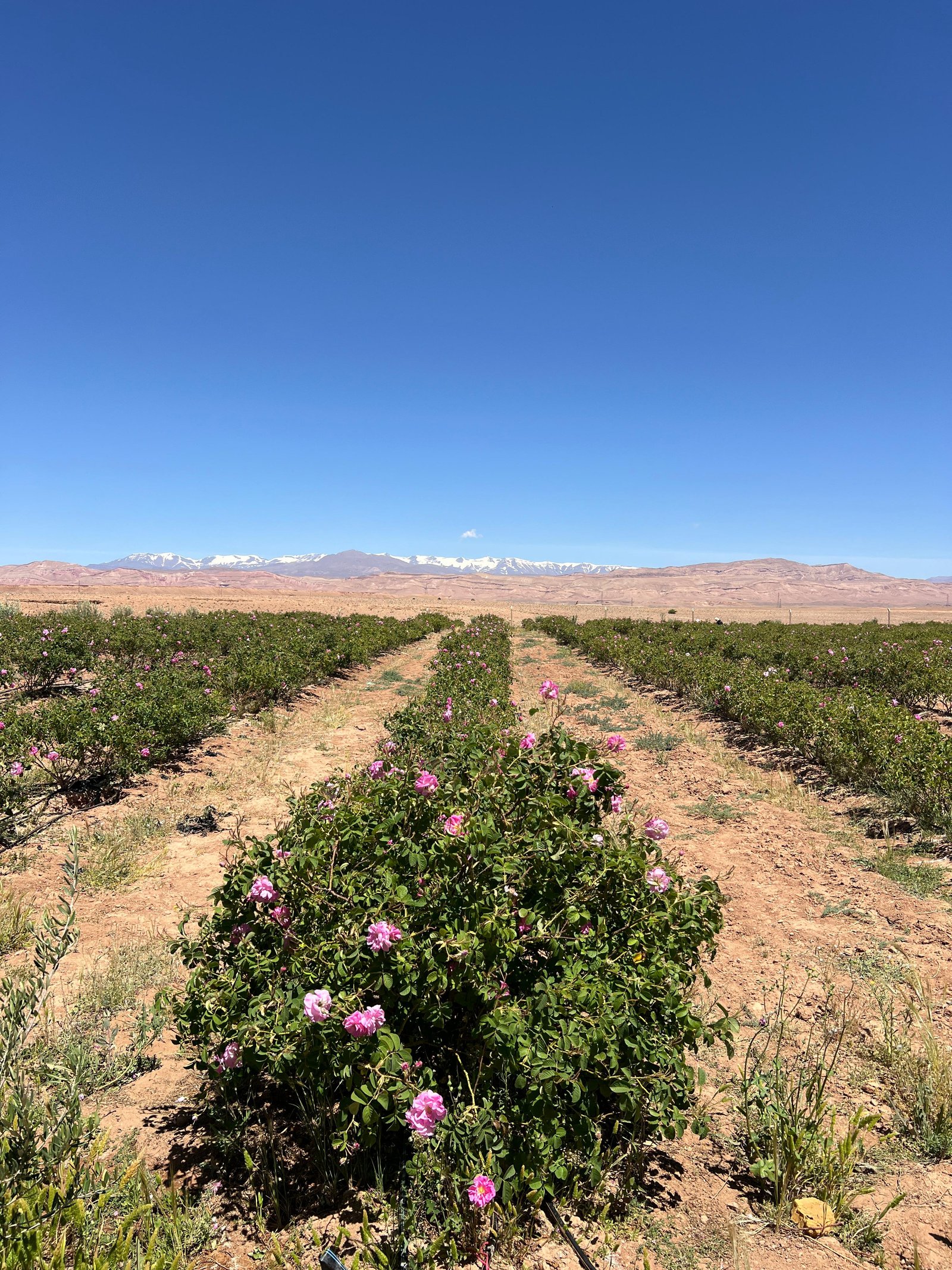 3 Day Desert Tour from Marrakech — Morocco journey