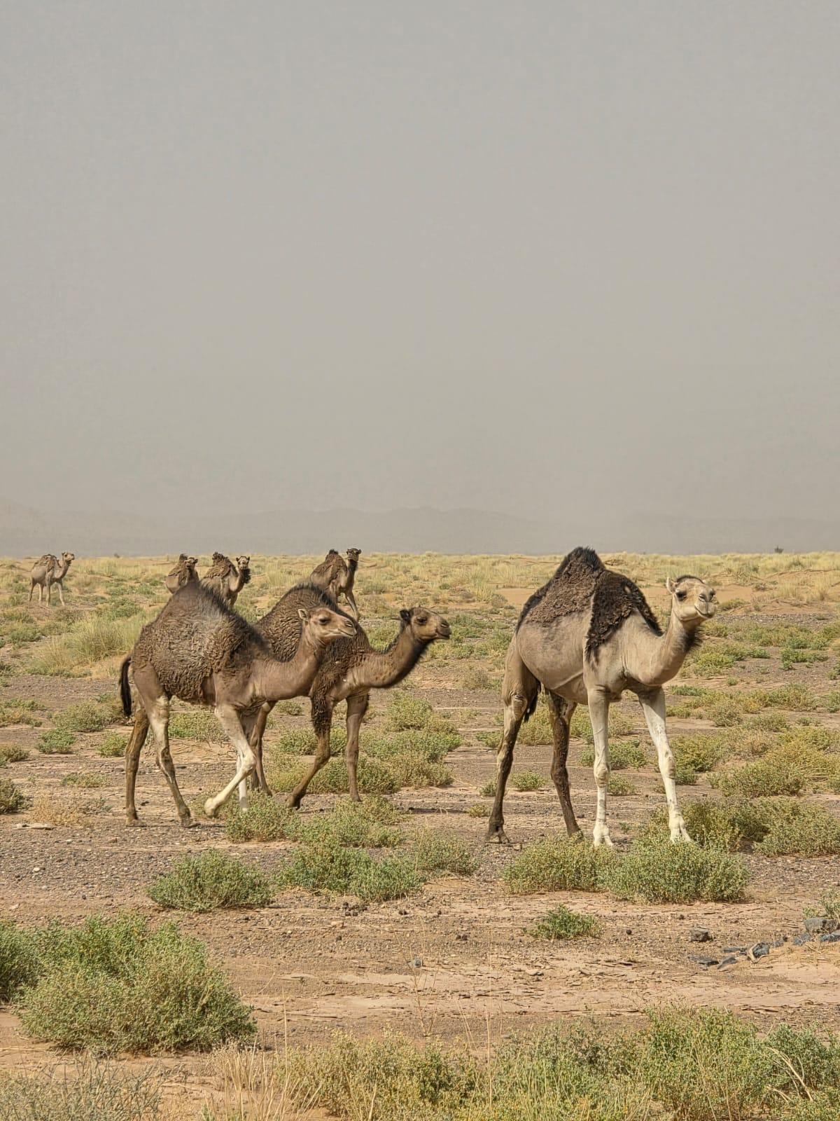 Kasbah, Oases and Desert 8 Days — Morocco journey