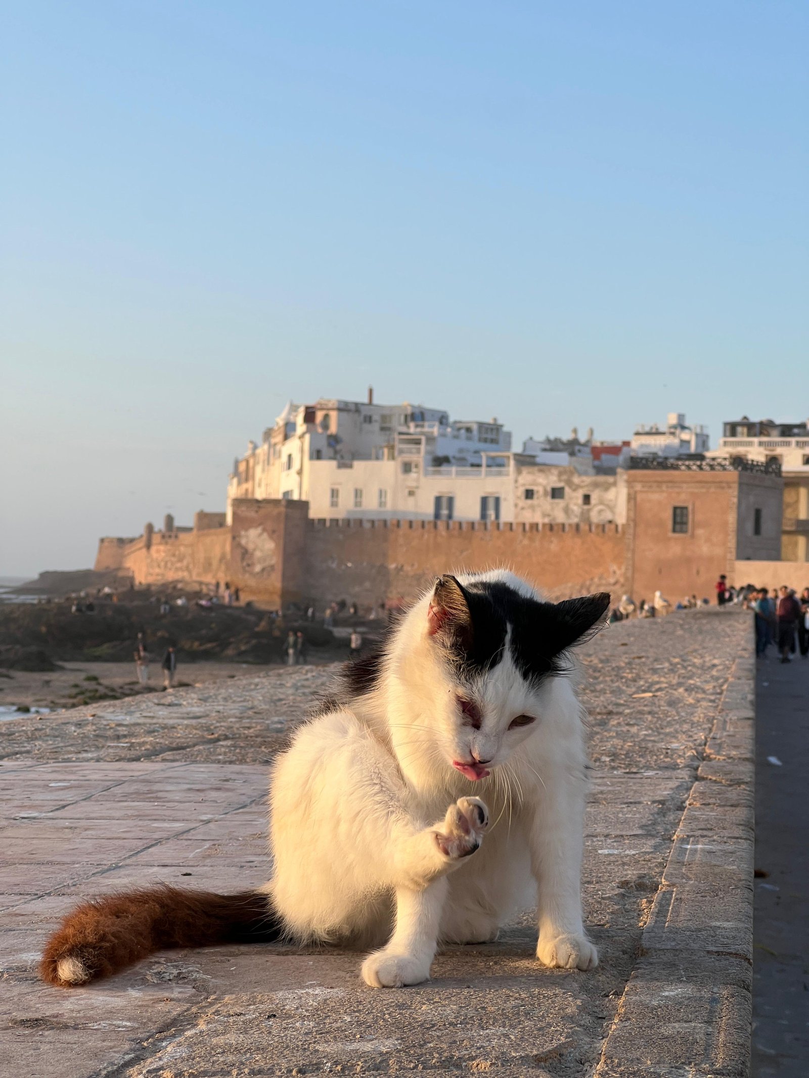 10 Days Casa to Casa via Essaouira gallery 7